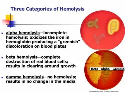 Объясните значение тэ и производящих основ haemolysis
