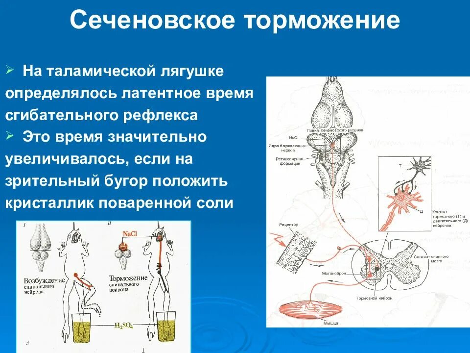 Схема Сеченовского торможения физиология. Сеченов торможение рефлексов. Опыт Сеченова торможение в ЦНС. «Центральное торможение (опыт и.м. Сеченова).