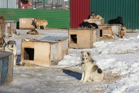 Омский приют