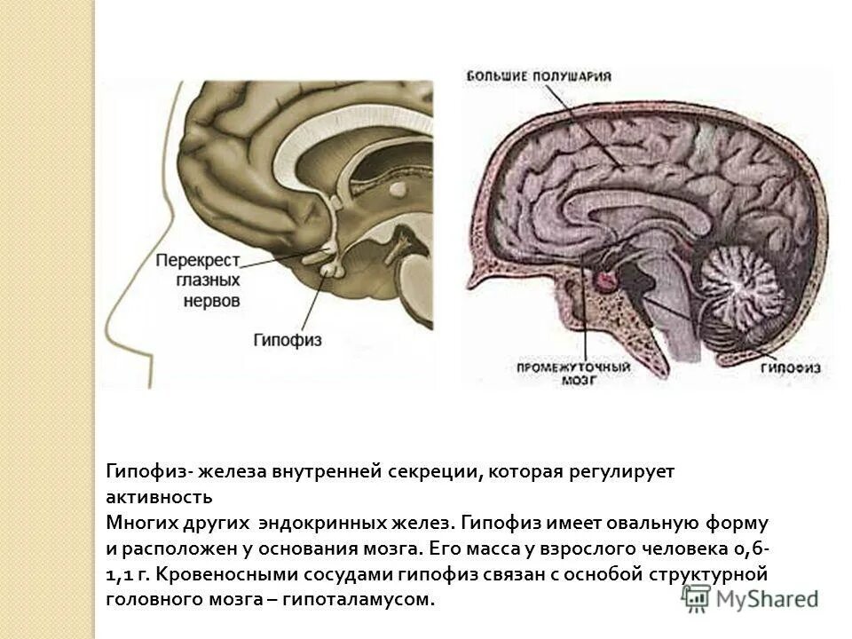 Гипофиз эндокринная железа