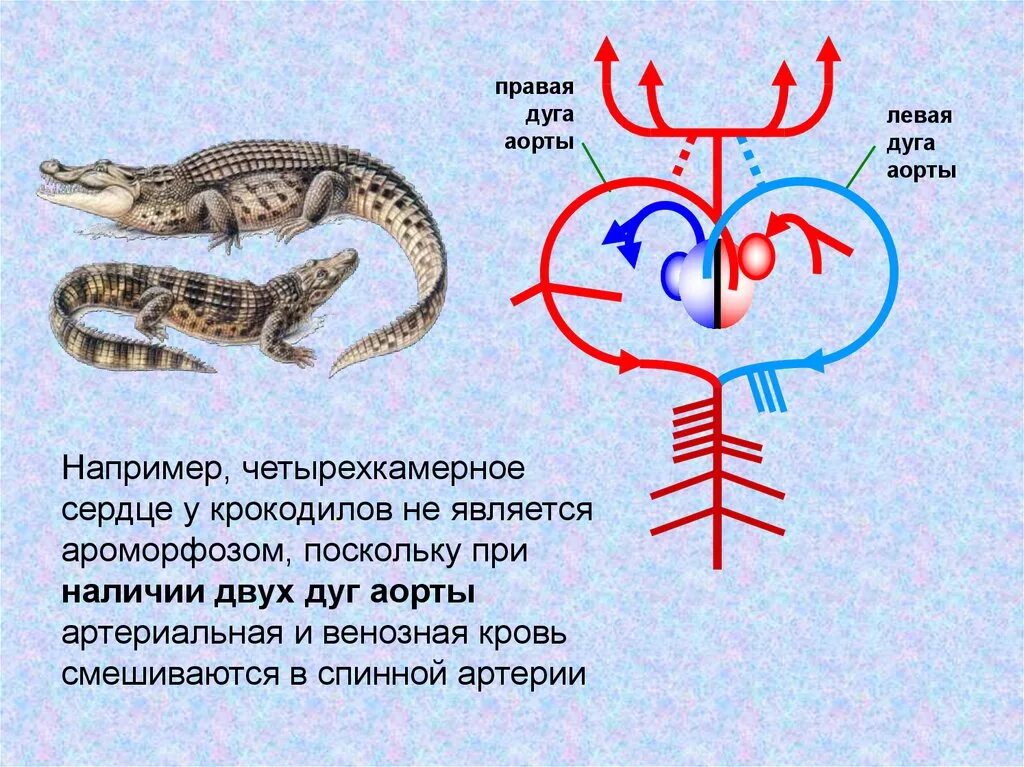 У ящерицы четырехкамерное сердце. Кровеносная система крокодилов. Кровеносная система крокодилов схема. Сердце крокодила строение. Строение сердца крокодилов.