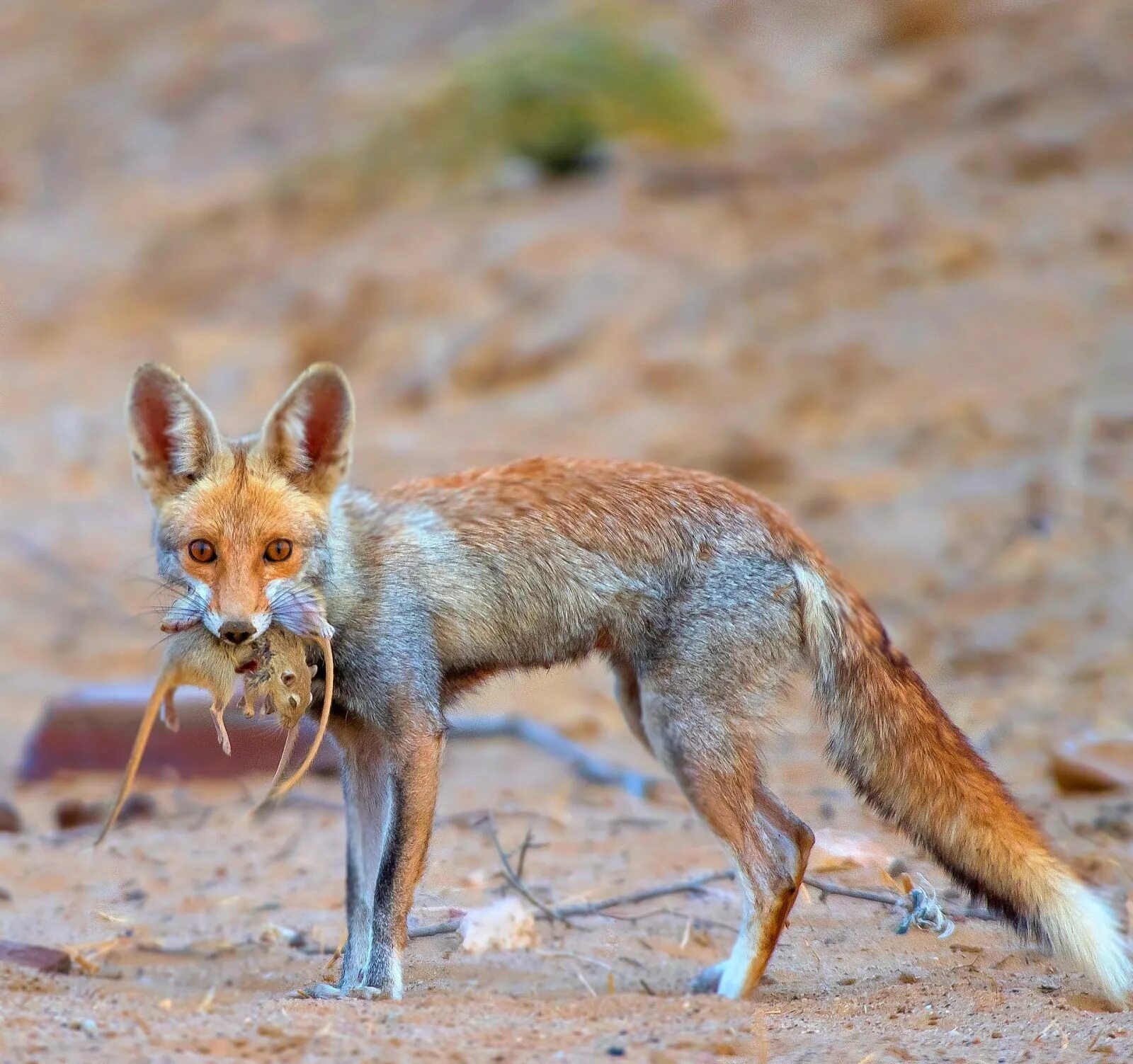 Африканская лисица Vulpes pallida. Пустынная лиса Египет. Песчаная лисица Рюппеля. Лис в пустыне.