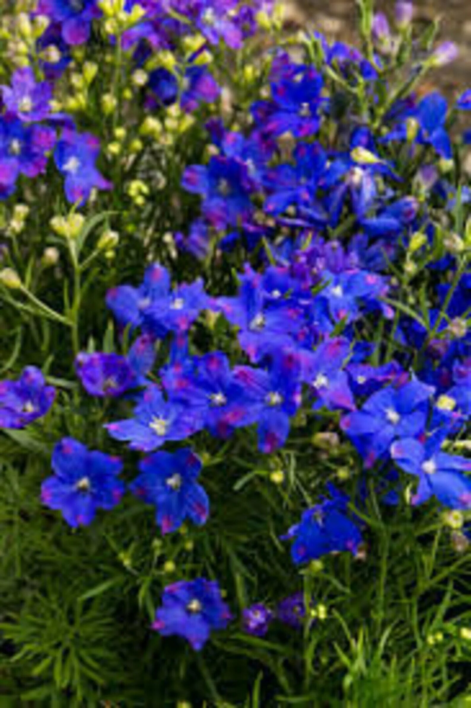 Садовый цветок синий. Дельфиниум грандифлора. Дельфиниум Блауер Шпигель. Дельфиниум крупноцветковый. Дельфиниум грандифлорум.