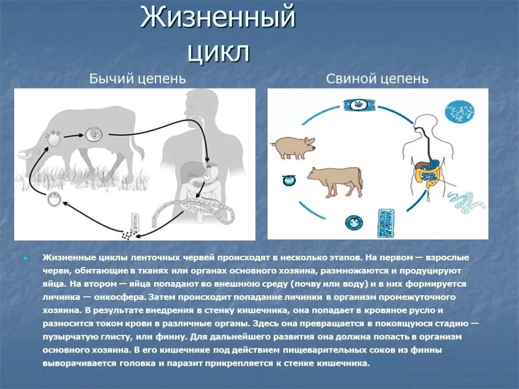 Стадия жизненного цикла червя. Схема цикла червя ленточного. Жизненный цикл класс ленточные черви 7 класс. Ленточные черви цикл развития бычьего цепня. Ленточные черви строение жизненный цикл.