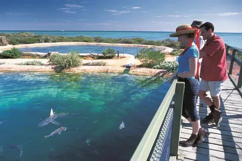 Shark's bay