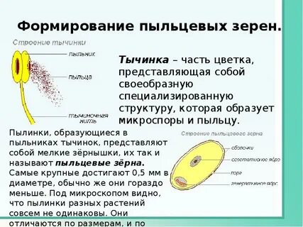 Число пыльцевых зерен
