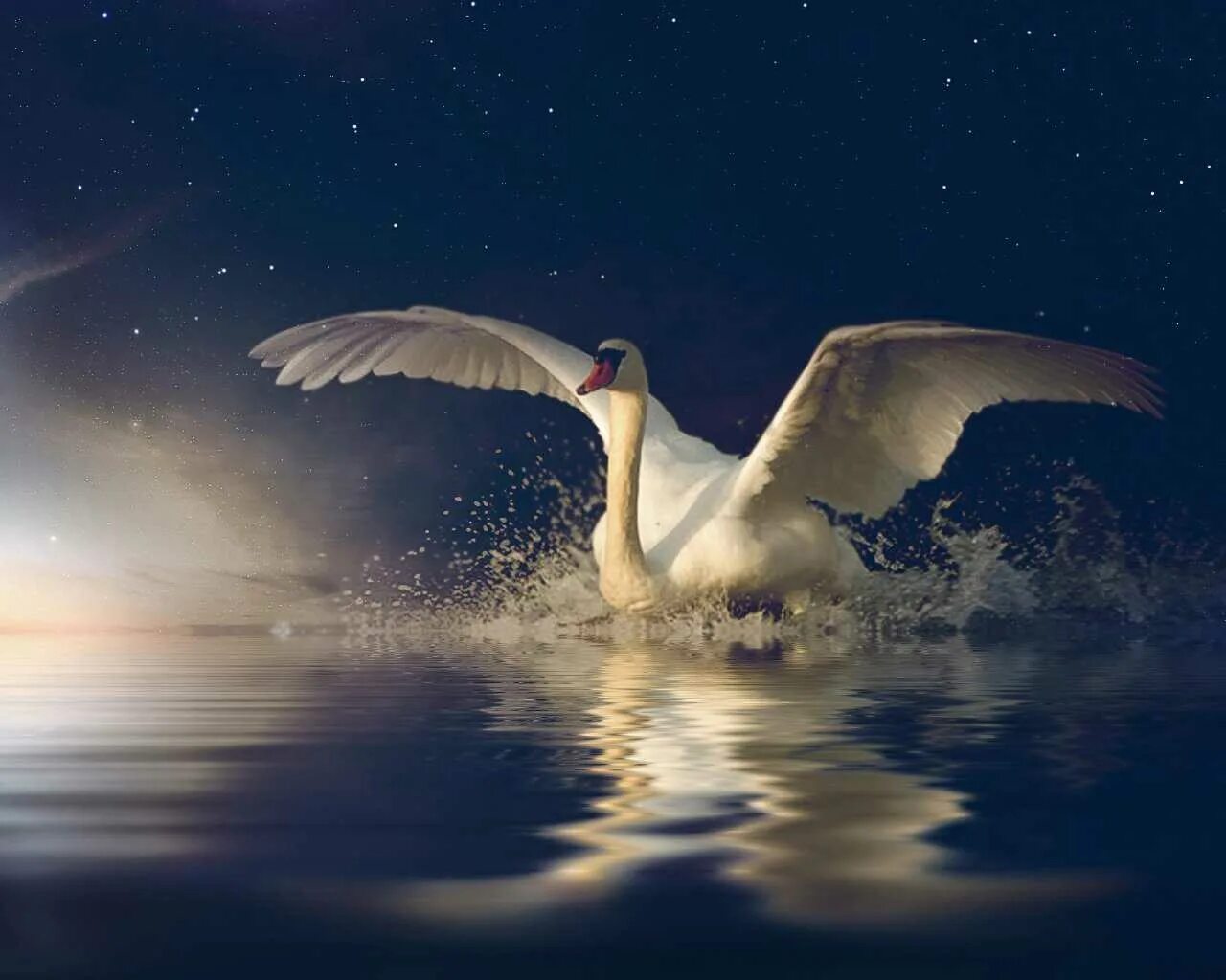 Полет лебедей. Лебеди. Парящий лебедь. Лебедь на земле. Лебедь взлетает.