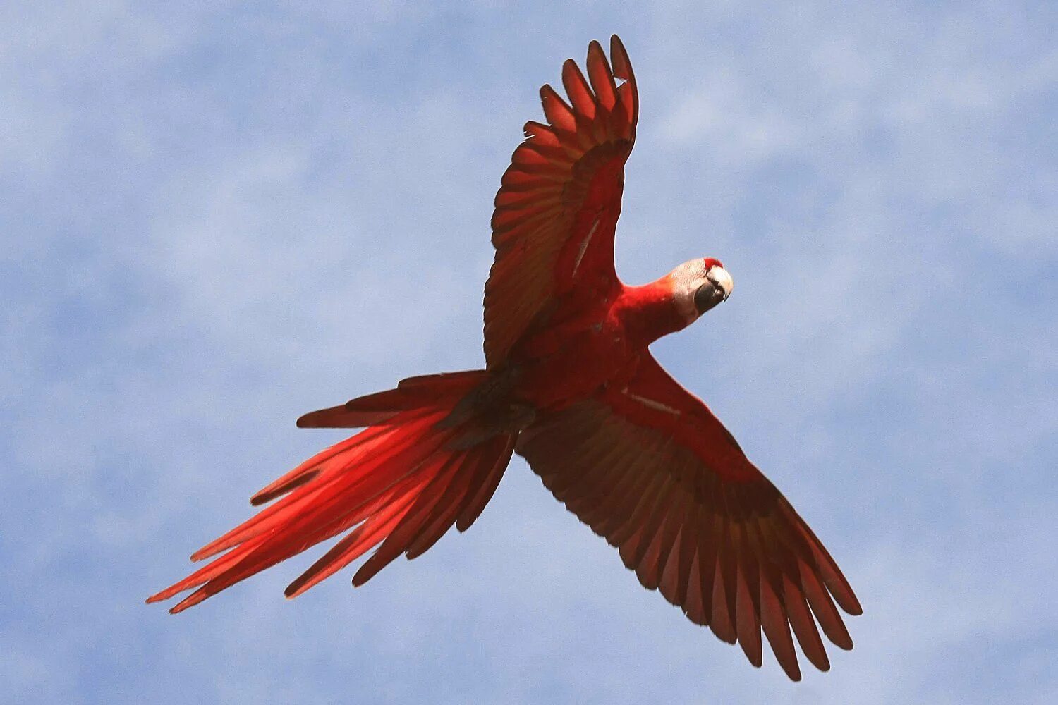 Красивые птицы. Птица алый ибис. Крылья красных птиц 2. Птица с красными крыльями. Макао лира.