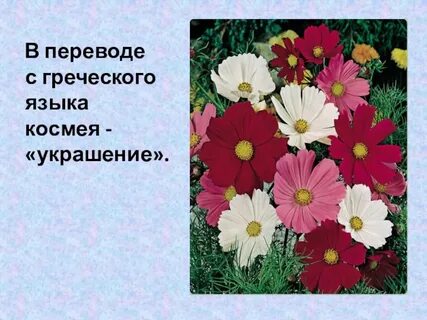 Что растет на клумбе
