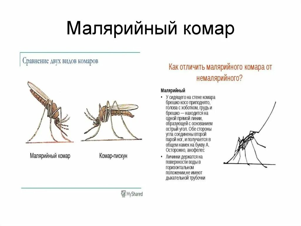 Какое развитие у малярийного комара. Как определить малярийного комара. Отличие малярийного комара от обычного. Какого размера малярийный комар. Комар переносчик малярии малярийный комар.
