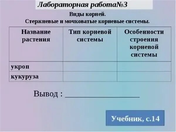 Поурочные на тему: : Внешнее и внутреннее строение корня как вегетативного орган