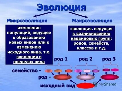 Процесс образования новых видов в природе