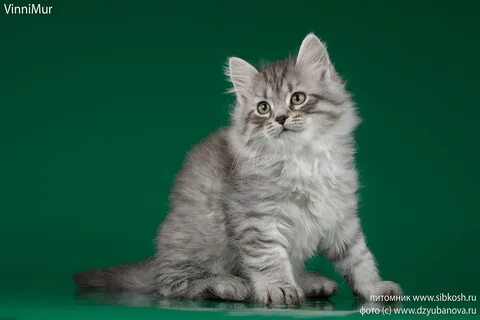 Вес сибирских котят