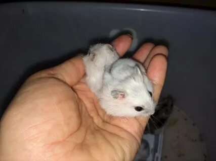 Когда можно продать хомяк коин