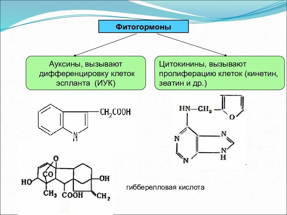 Фитогормоны таблица. Гормоны роста растений ауксины Гиббереллины цитокинины. Ауксины и Гиббереллины. Гормоны растений фитогормоны. Ауксин Гиббереллин цитокинин.