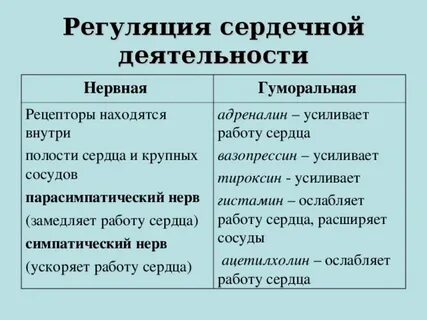 Регуляция сердцебиения