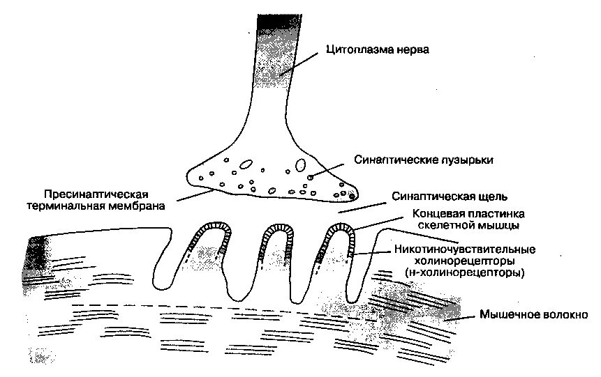 Синаптические пузырьки. Схема строения нервно мышечного синапса. Схема нервно мышечного синапса скелетной мышцы. Схема строения нейромышечного синапса. Строение нервно мышечного синапса физиология.