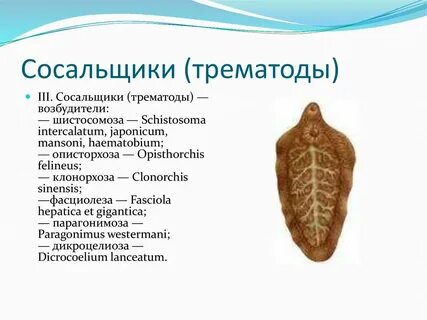 Сосальщик систематика