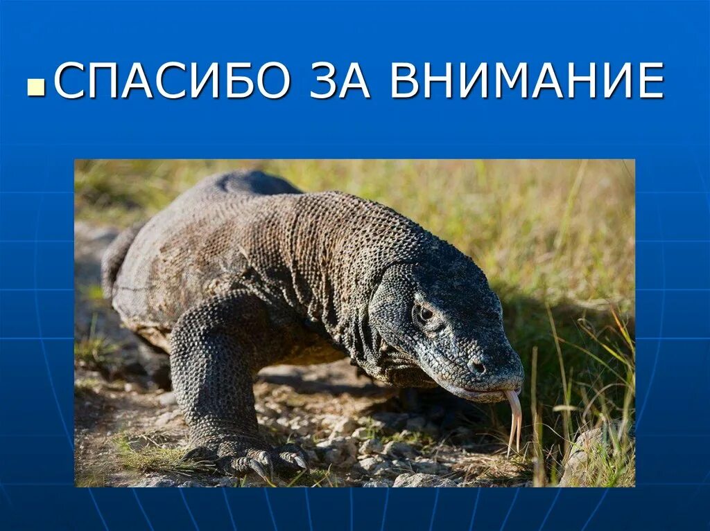 К какому классу хордовых относят исчезающих варанов