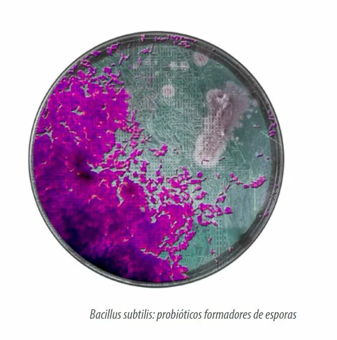 Bacillus subtilis что это. Bacillus subtilis (сенная палочка). bacillus subtilis макроморфология. бациллюс субтилис. бациллюс субтилис bacillus subtilis.