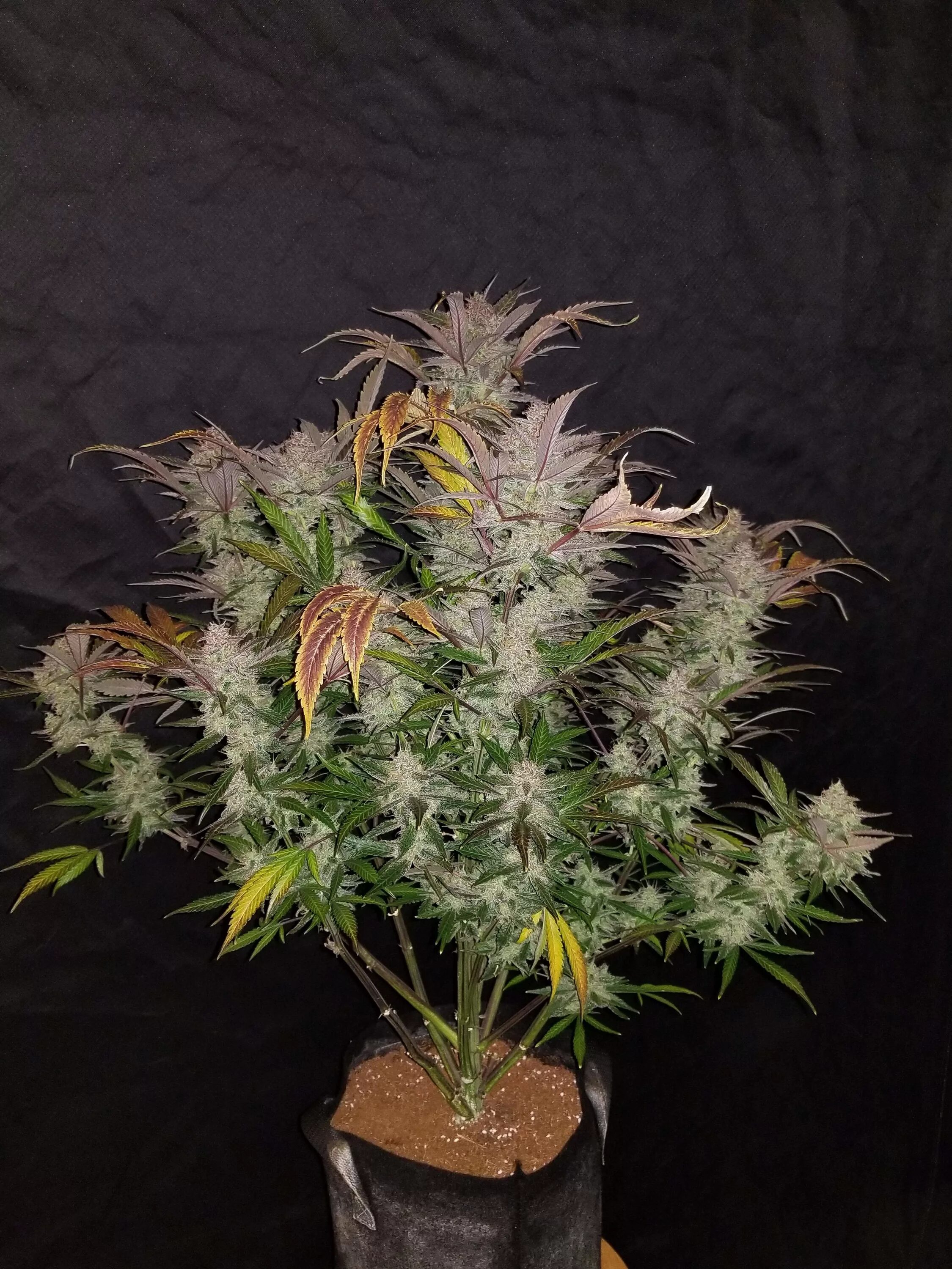 Gorilla glue indica. Fastbuds seeds. Auto cookies. Конопля cream cookies. Gorilla glue fastbuds.