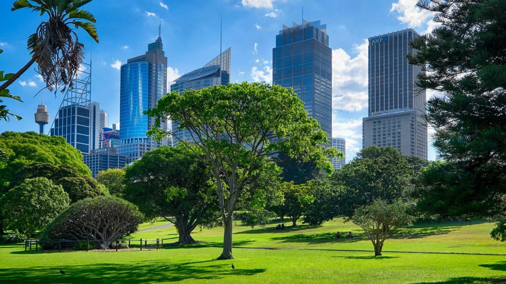 Nature in the city is. Мельбурн Ботанический сад. Австралия.Сидней.Королевский Ботанический сад. Ботанический сад Рио-де-Жанейро. Ботанический сад Австралия.