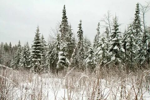 Песня вечной тайги