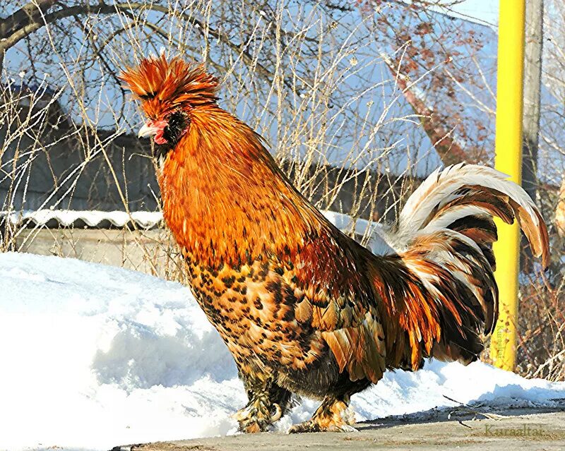 павловская золотистая курочка. павловские куры описание. павловская хохлатая куры породы. павловские куры описание. павловская золотая курица.