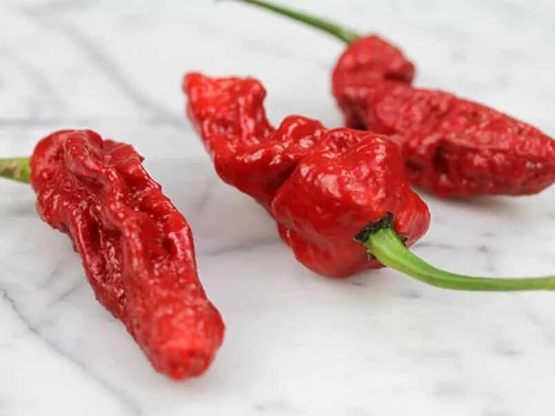 Перец Ghost Chili. Перец Ghost Pepper. Bombay Morich перец. Naga Jolokia перец. Pepper видео