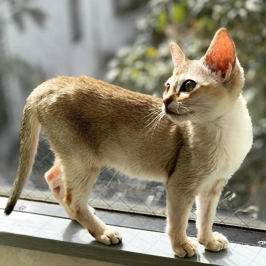 Абиссинец манчкин. Prionailurus rubiginosus. Самая мелкая кошка. Рыжевато-пятнистый кот - prionailurus rubiginosus. Сингапурская кошка (сингапура).