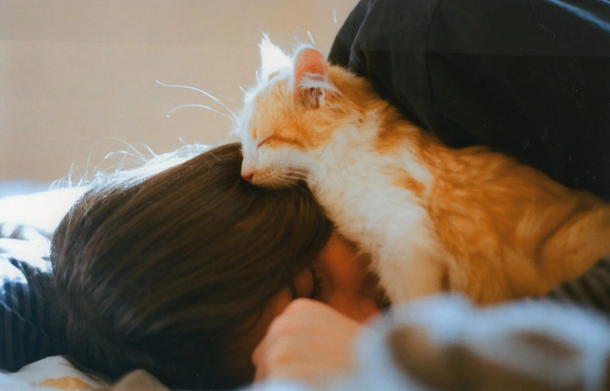 Почему кот рядом с хозяином. Девушка с рыжим котом. девушка спит с котом. рыжий кот в обнимку. рыжий кот в объятьях.