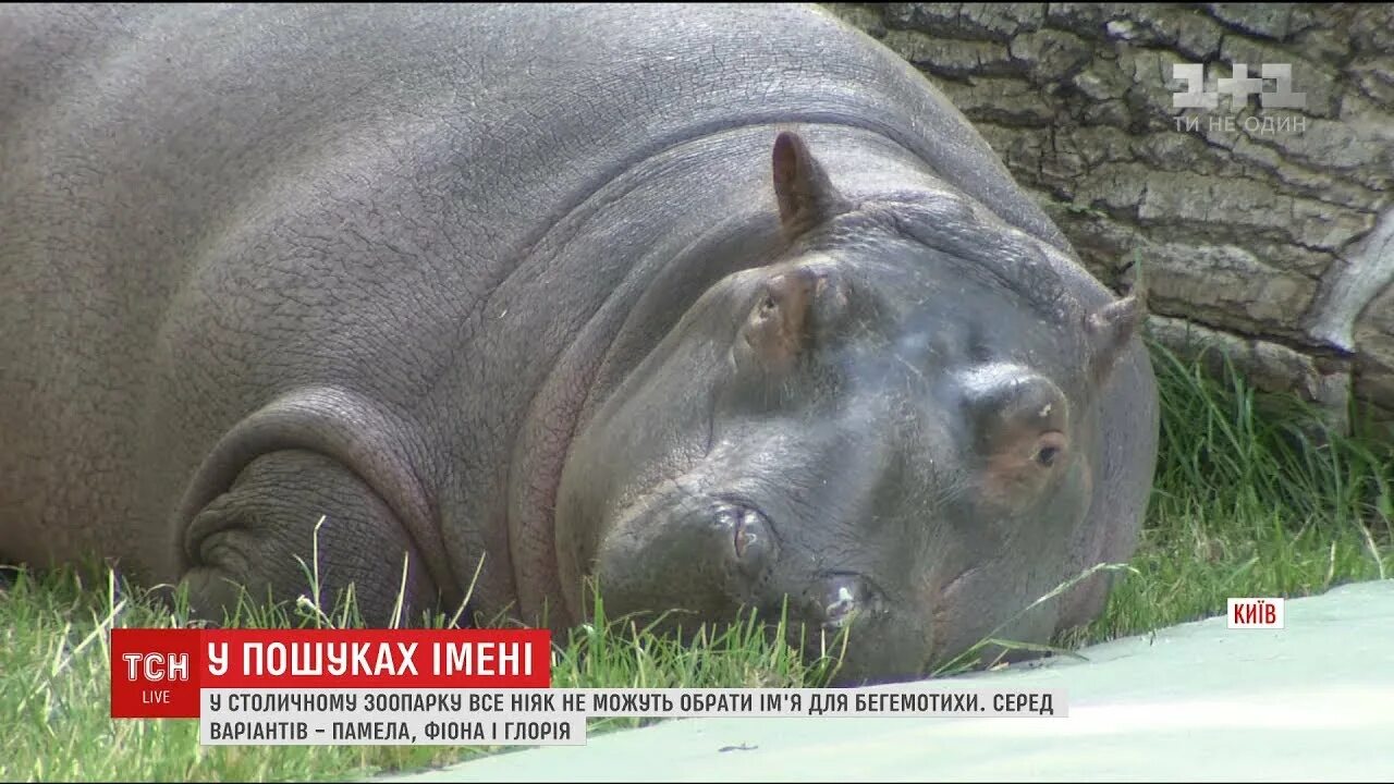 Бегемот ленинградский зоопарк блокада. Зоосад ленинград блокада. Ленинградский зоопарк в блокаду ленинграда. Бегемот бегемотиха и бегемотик. Бегемот киевский зоопарк.