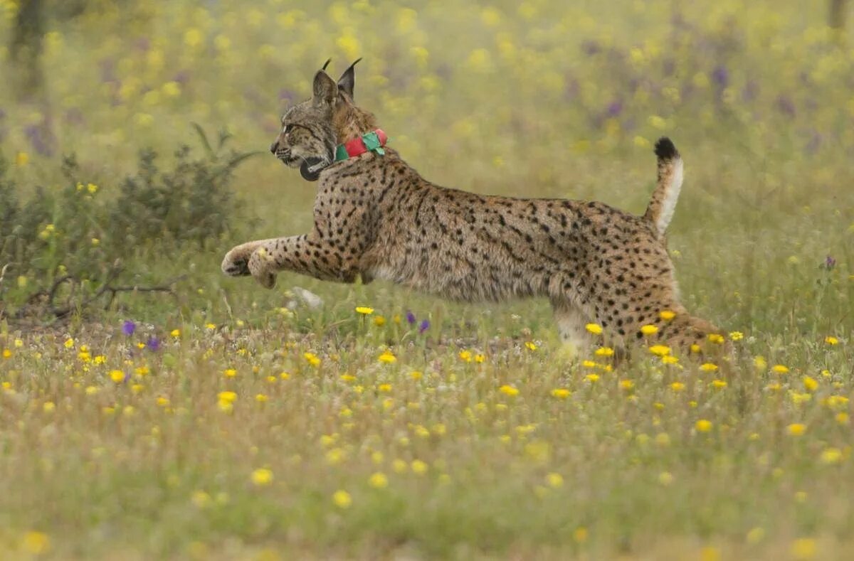 Плетется рысь. Пиренейская (испанская) рысь. иберийская рысь. lynx pardinus пиренейская рысь. рысь в испании.