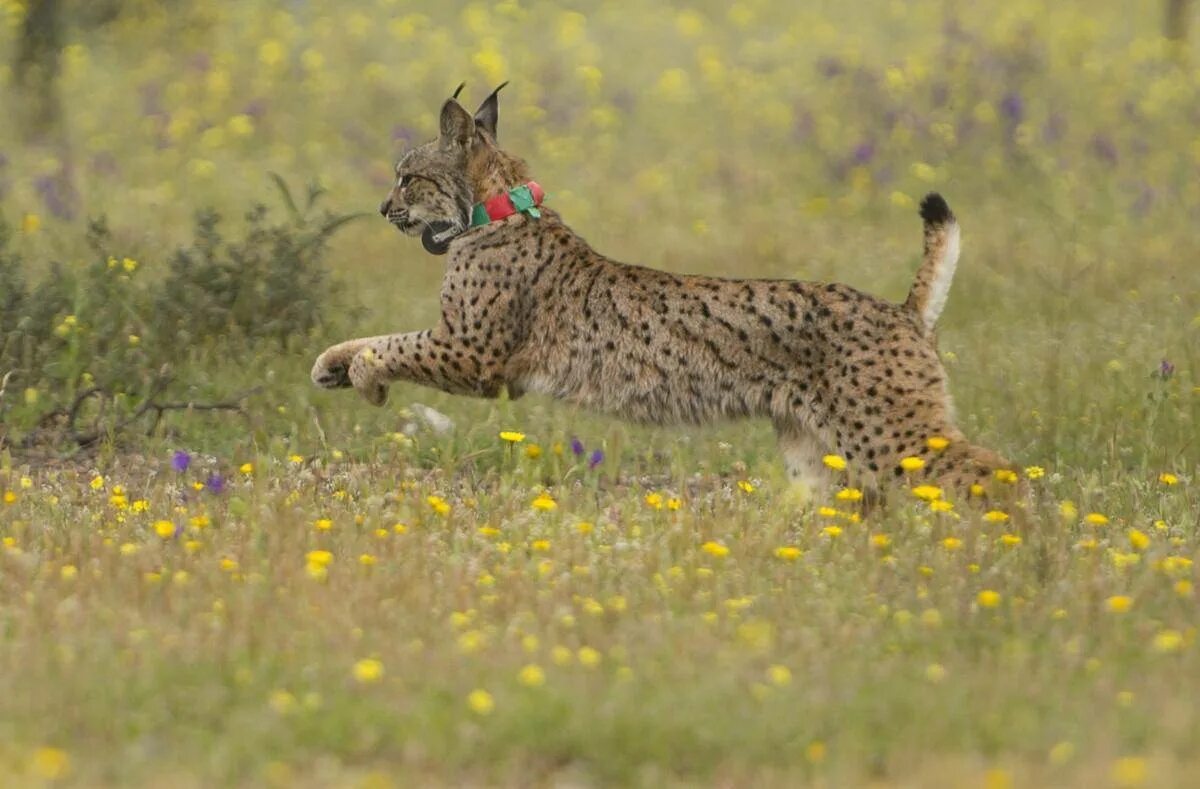 Пиренейская (испанская) Рысь. Иберийская Рысь. Lynx pardinus Пиренейская Рысь. Рысь в Испании. Рысь пабг