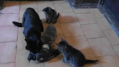 Хср кошка среди