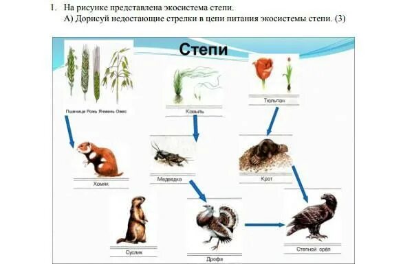 Цепь питания в широкой степи. Схема питания в зоне степей. схема цепи питания для степной зоны 4 класс окружающий мир. цепь питания в зоне степей 4 класс. схема питания степной зоны 4 класс.