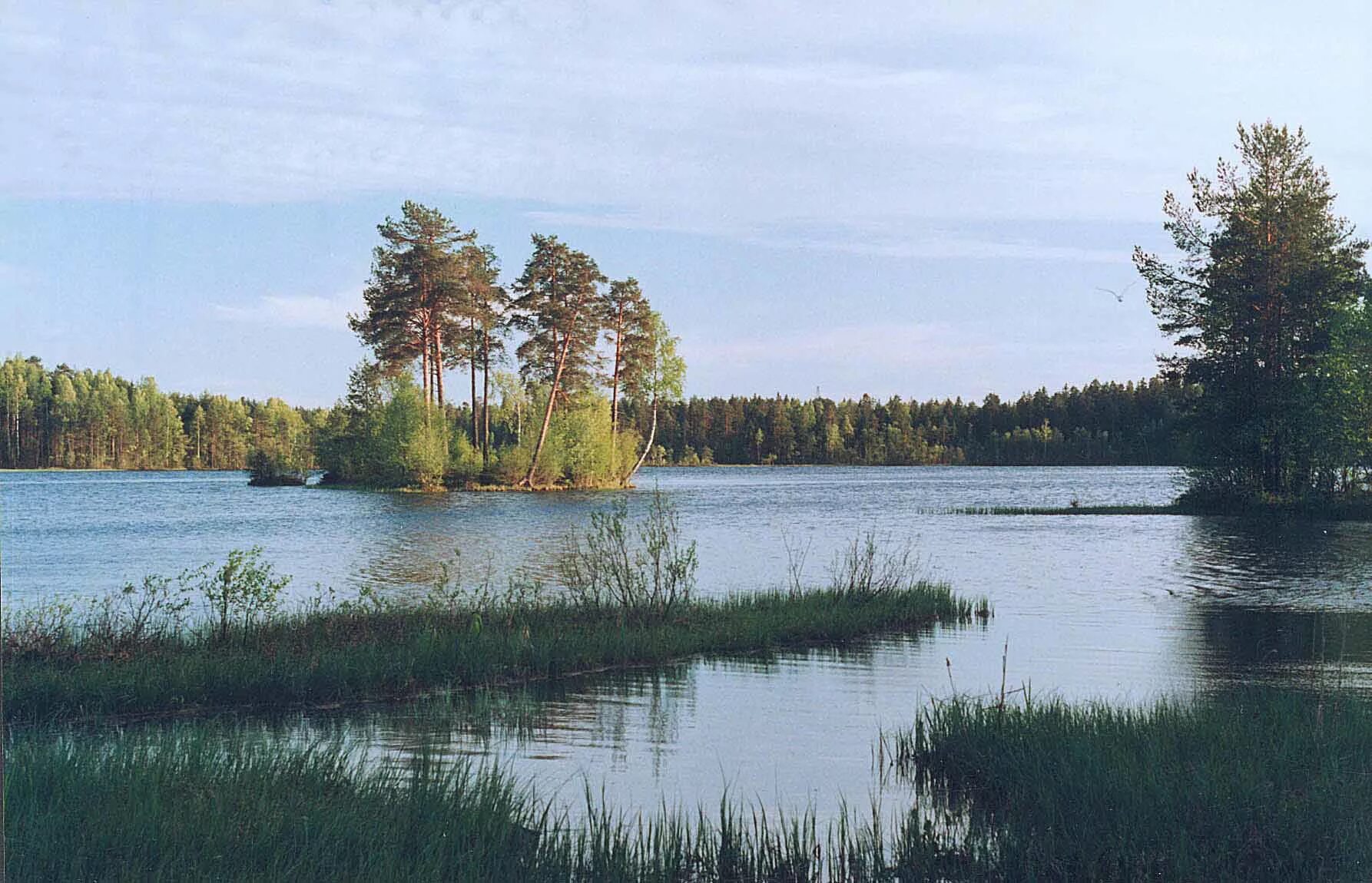 Медное озеро ленинградская. Медное озеро спб. Медное озеро ленинградская область. Медное озеро спб. Озеро меднозаводский разлив.