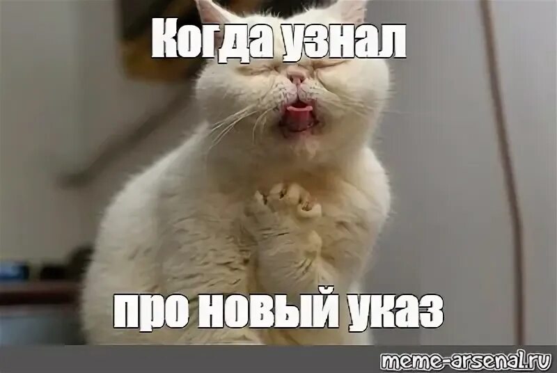 Мем кошка блюет. Кот тошнит мемы. котик рыгает мем. котика тошнит мем. белый котик мем тошнит.