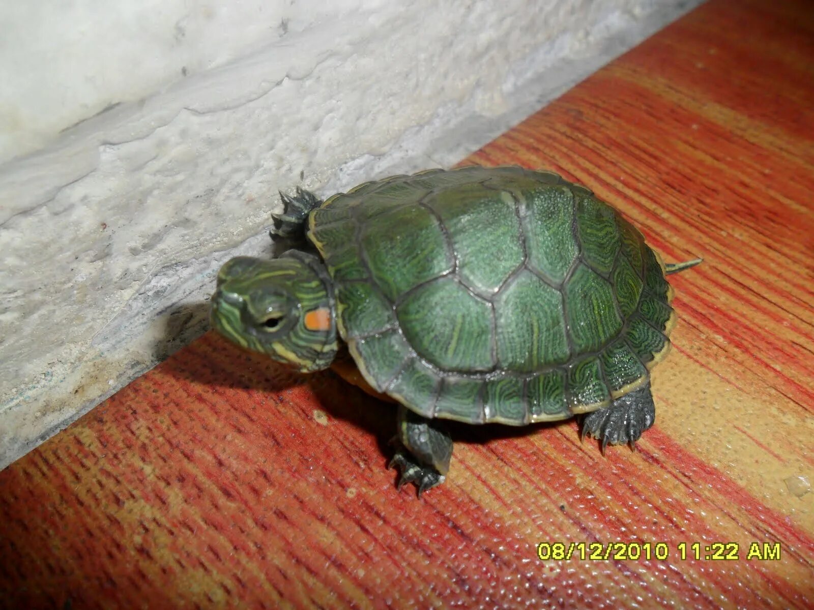 Kura kura ado. Сухопутная леопардовая черепаха. Siebenrockiella crassicollis. Сульката бакулярис. Наён kura kura.