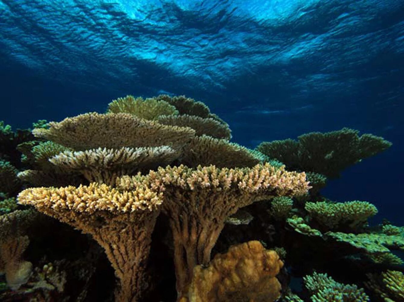 Great barrier reef corals. Коралловые полипы рифы. Коралловый Барьерный риф. Большой Барьерный риф коралловые полипы. Коралловые полипы Атоллы острова.