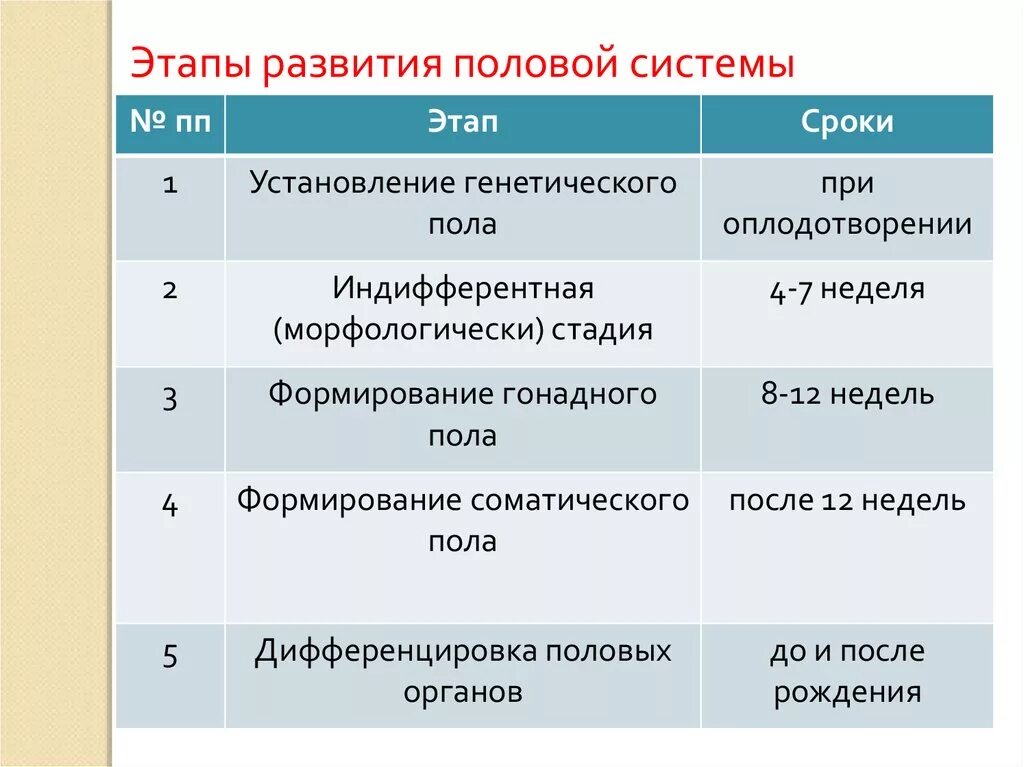 Индифферентная стадия развития половых систем. Этапы формирования пола. Стадии развития полового система. Этапы полового развития. Этапы развития женщин