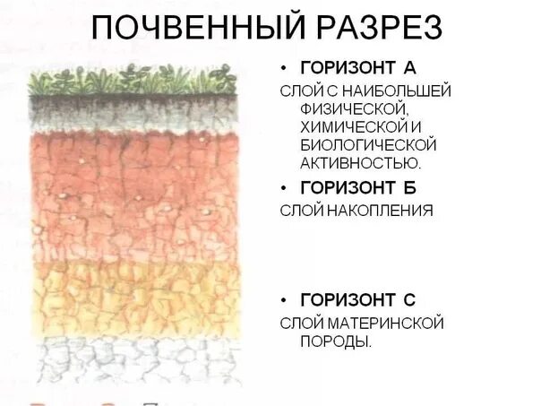 К материнской породе примыкает горизонт. Почвенный разрез. Почва в разрезе. Схема почвенного разреза. Полный почвенный разрез.