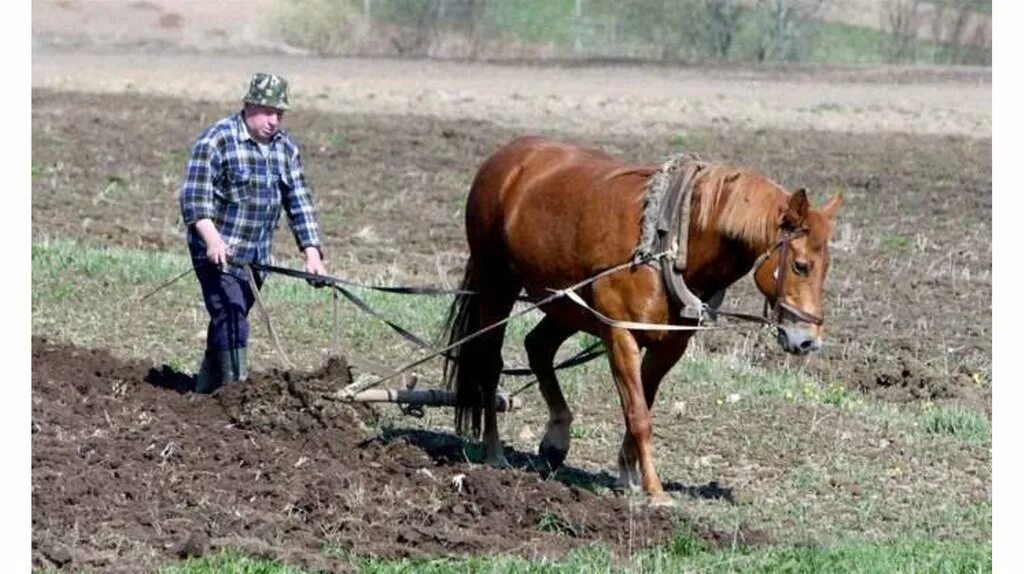 Тянет плуг в борозду