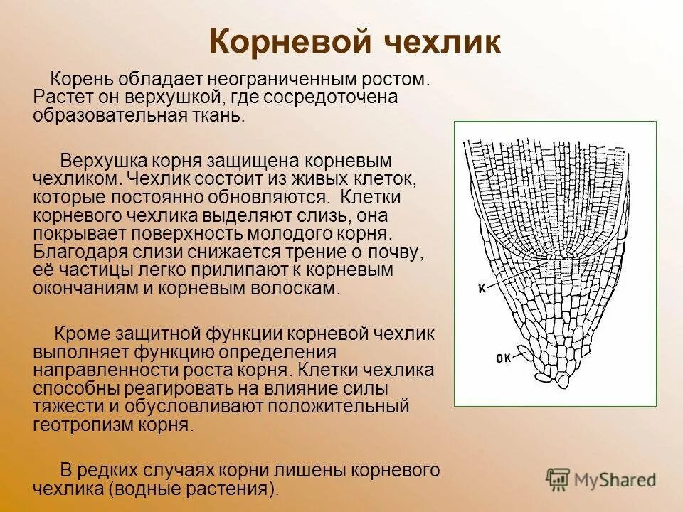 Из какой ткани состоит корень. Корневой чехлик функции. Корневой чехлик молодого растения. Чехлик корня функции. Корень корневой чехлик.