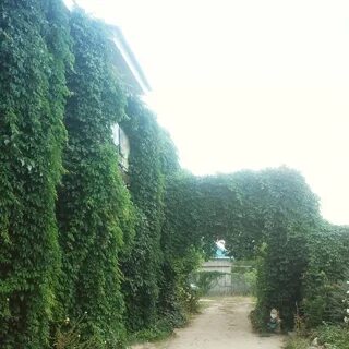 Кустов сочи