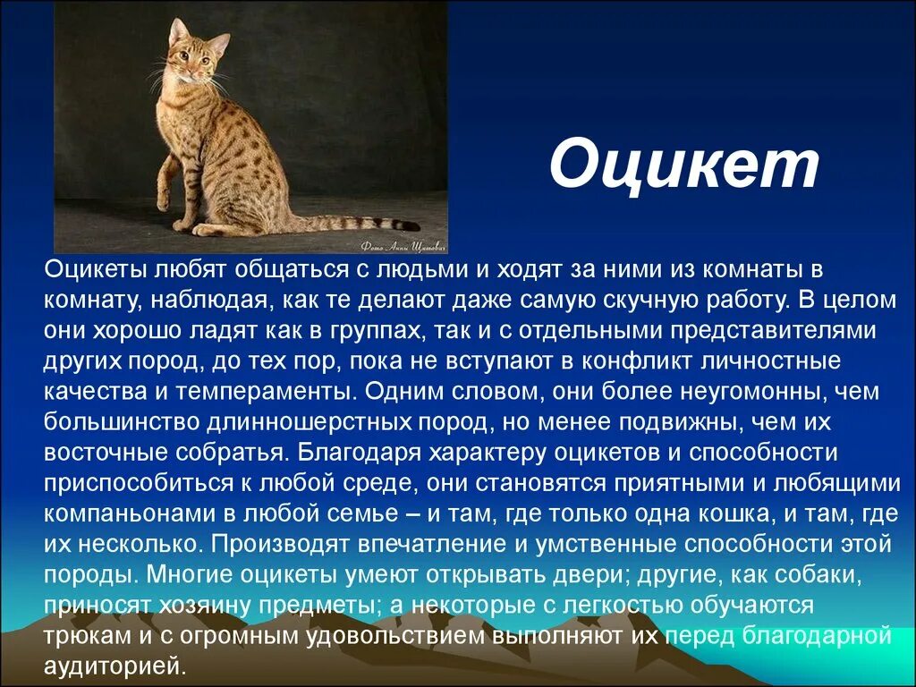 Общее описание кошек