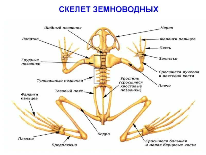 Опорно двигательная система амфибий. Строение скелета лягушки таблица. Таблица по биологии 7 класс опорно двигательная система птиц. Опорно двигательная система земноводных таблица. Опорно двигательная система земноводных функции.