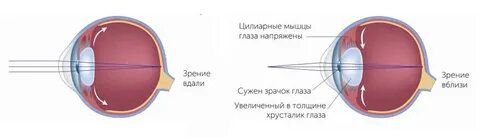 Мышцы аккомодации глаза