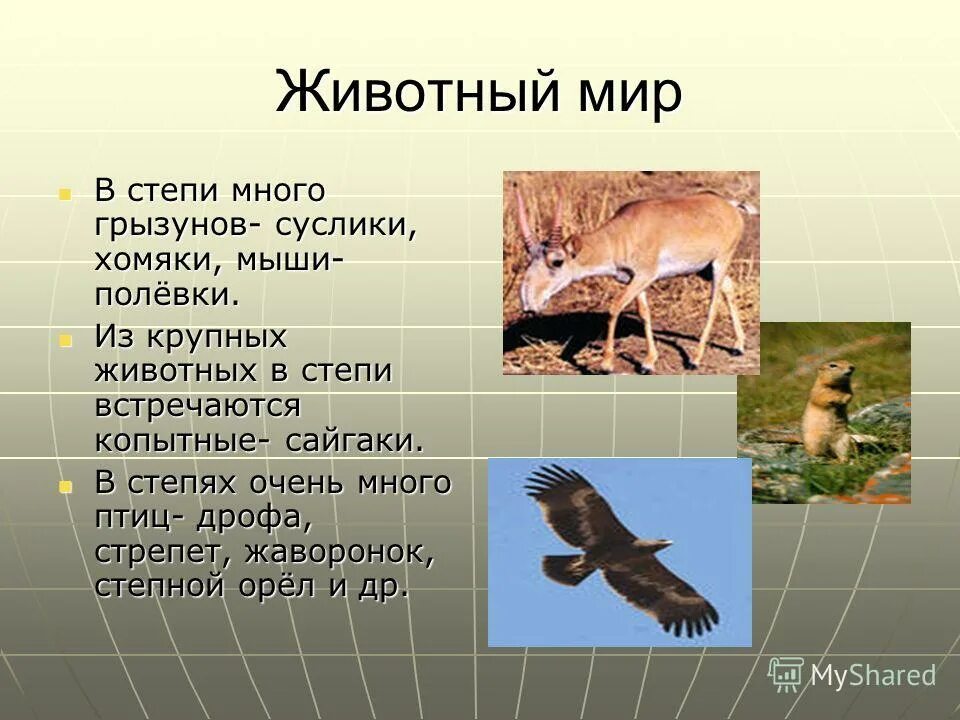 Живые организмы в степи. Презентация на тему животные степей. Животный мир степи презентация. Животные зоны степей презентация. Презентация на тему степь.