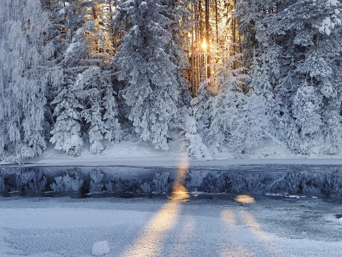 Морозные узоры на стекле. Скачай на телефон зима холода. Зимнее утро. Холод. Зимние листья.